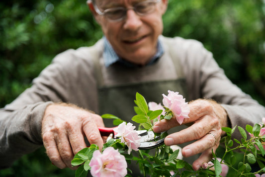 Warm Weather Activities for Caregivers and Seniors