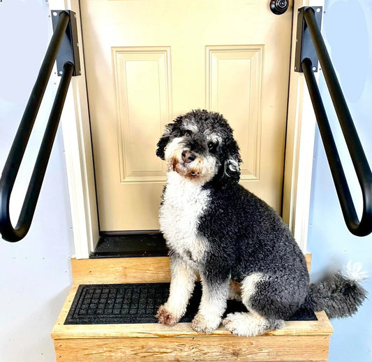 Ensure Safety for Seniors and Their Furry Companions With These 4 Tips